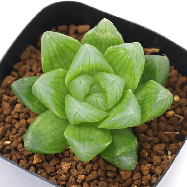 牡丹 鉢 観葉植物の人気商品 通販 価格比較 価格 Com