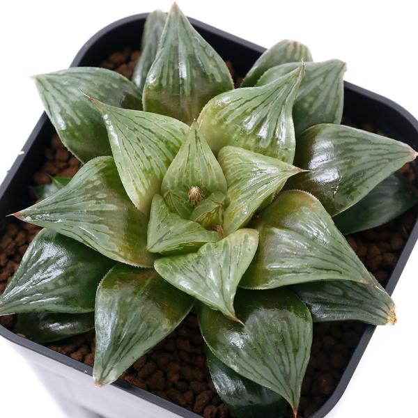 観葉植物 ハオルチア 3号の人気商品 通販 価格比較 価格 Com