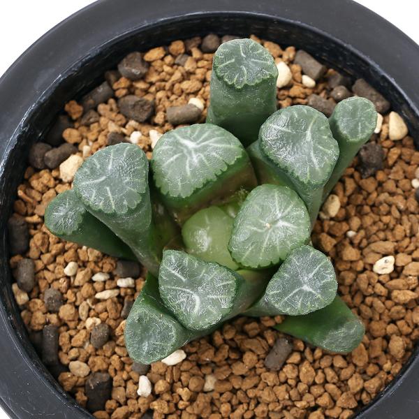 観葉植物 ハオルチア 万象の人気商品 通販 価格比較 価格 Com