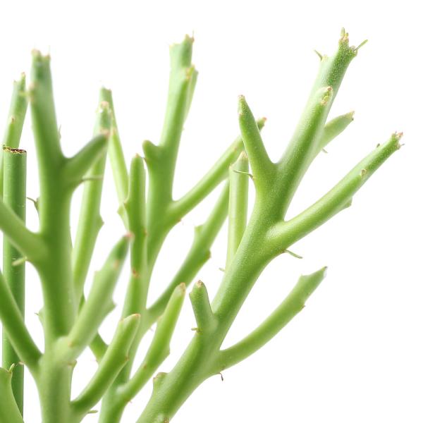 iAj[tHrA@tBtFlVX@TiPj