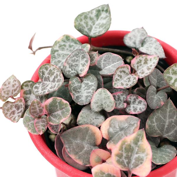 観葉植物　_interior　_kame　_hachu　_gardening　tanikuplapot_series　opa2_delete　園芸　ガーデニング　多肉植物　ビバリウム　アクアテラリウム　パルダリウム　両爬向き植物　ガガイモ科...