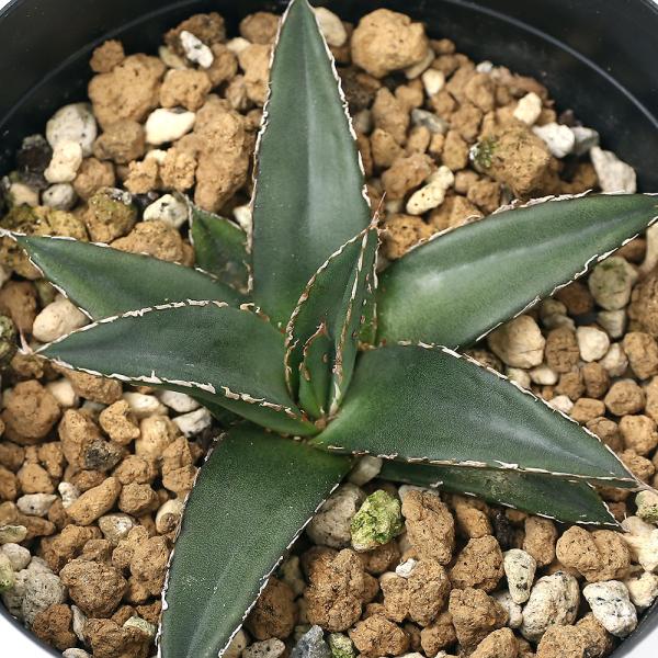 観葉植物 アガベ 笹の雪の人気商品・通販・価格比較 - 価格.com 観葉植物 アガベ 笹の雪の人気商品・通販・価格比較 - 価格.com
