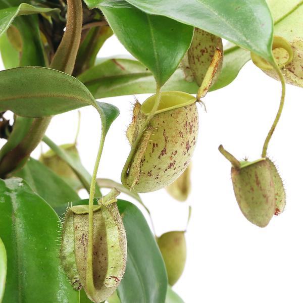 観葉植物 食虫植物 5号 観葉植物の人気商品 通販 価格比較 価格 Com