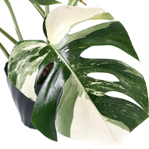 観葉植物 モンステラ 斑入りの人気商品 通販 価格比較 価格 Com