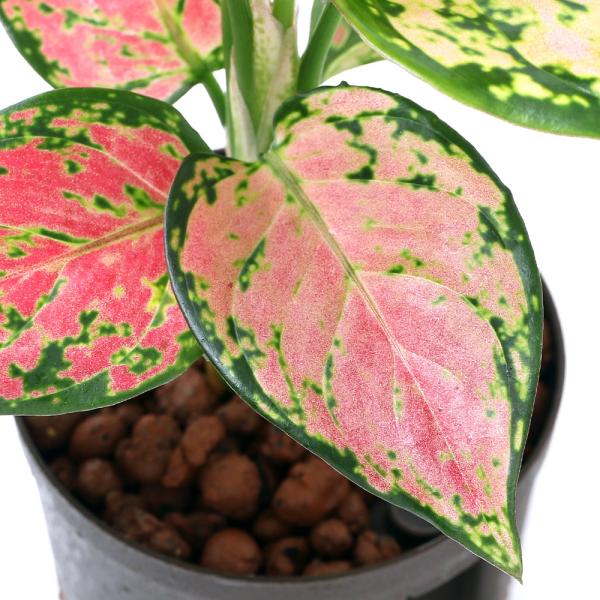 アグラオネマ 観葉植物の人気商品 通販 価格比較 価格 Com