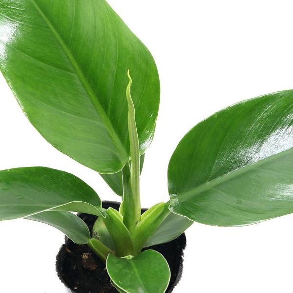 観葉植物 フィロデンドロン Diy 工具の人気商品 通販 価格比較 価格 Com