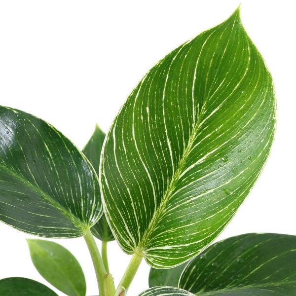 観葉植物　_gardening　oasisnae　planterior　園芸　ガーデニング　ビバリウム　アクアテラリウム　パルダリウム　水草　クリプトとその近縁　ハイドロ苗　オアシス苗　プランテリア　両爬向き植物　水耕栽培シリーズ　ハイドロ...