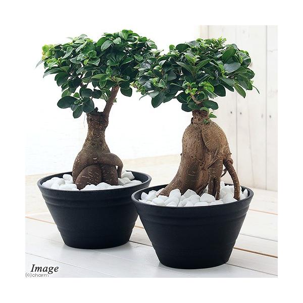 観葉植物　Oobachi　sfset　_gardening　園芸　ガーデニング　ビバリウム　アクアテラリウム　パルダリウム　両爬向き植物　クワ科　イチジク属　常緑高木　細葉榕　キジムナー　支柱根　金シール　育て方　育成方法　栽培方法　201...