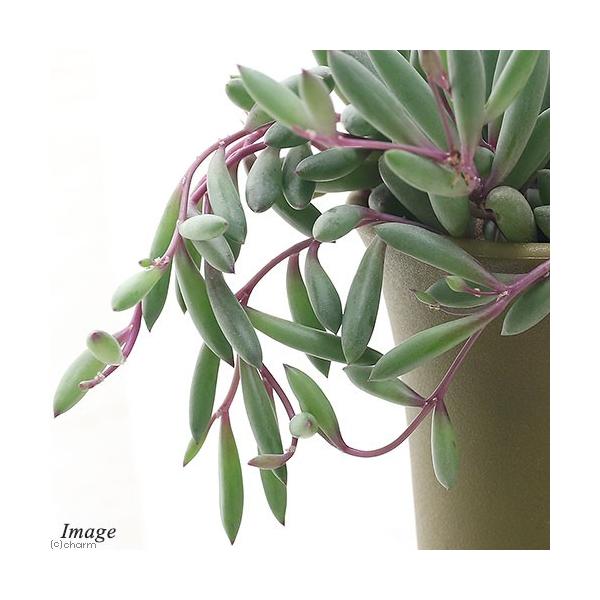 観葉植物　_gardening　ガーデニング　サボテン・多肉植物寄せ植え　Othonna　capensis　紫月　黄花新月　オトンナカペンシス　アフリカ　植物　植物生体　ガーデニング生体　育て方　育成方法　栽培方法　tanikuplapot...