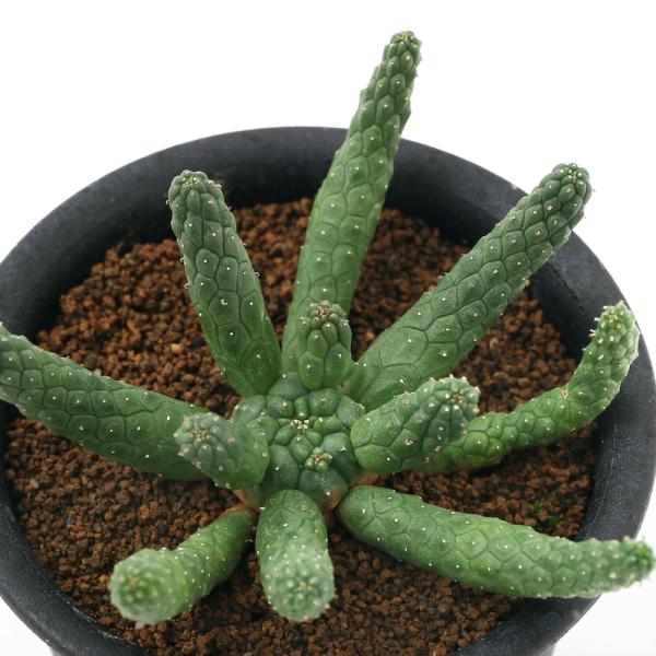 iAj[tHrA@Cl~X@㓪@RiPj