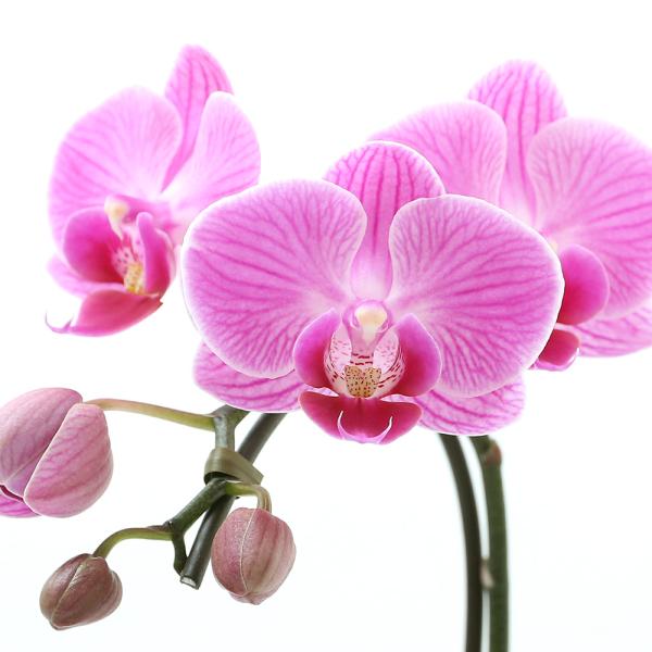 iϗtAjۋʁ@}CNӒiPj