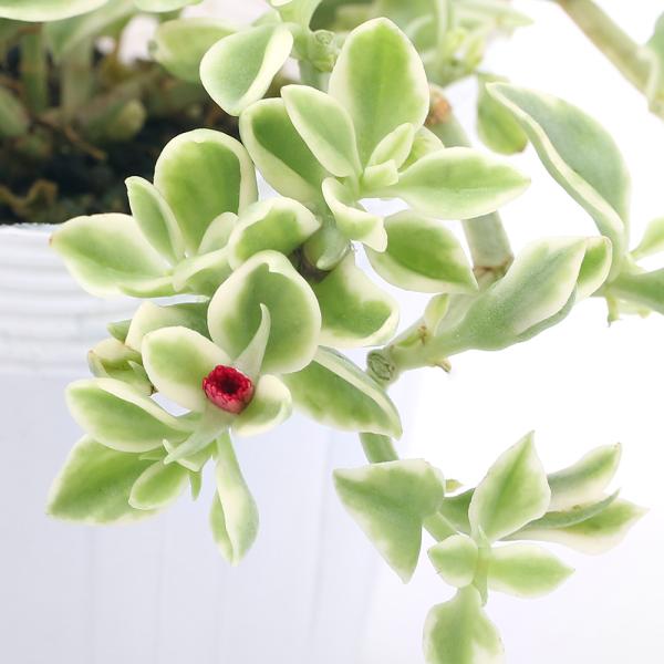チャーム（ペット） （観葉植物）ベビーサンローズ 斑入り 2