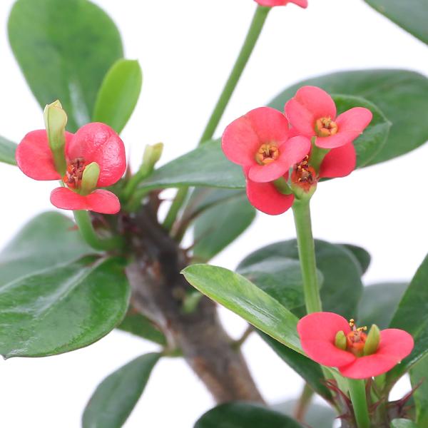 観葉植物　all_plants　_gardening　opa2_delete　ガーデニング　サボテン・多肉植物植物　ユーフォルビア　ハナキリン　その他　ミリー　鉢花　育て方　Euphorbia　milii　多肉　多肉植物　花麒麟　灯台草　ユ...