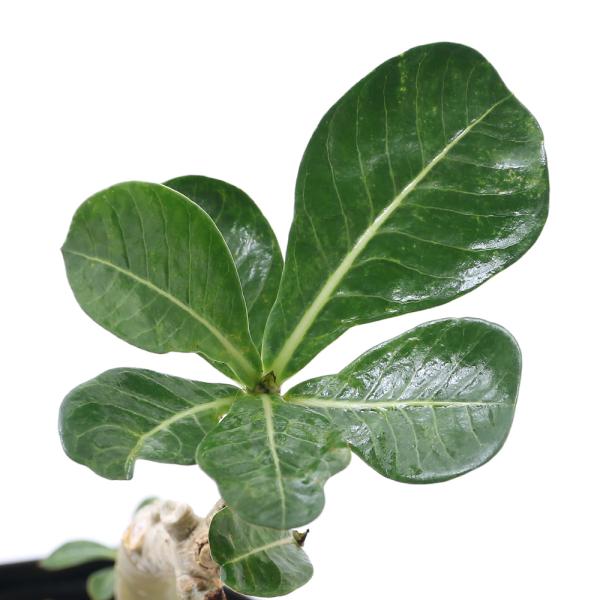 iAjAfjE@IxX@B[iX@SiPj@R[fbNX