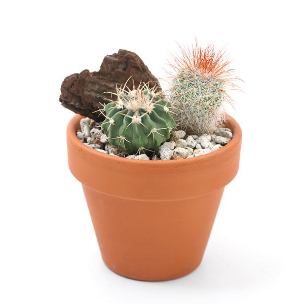 iϗtAjeRb^vc@܂T{eQ~bNX@UfĔAiPjy΍Eo[N@A@@@v[g