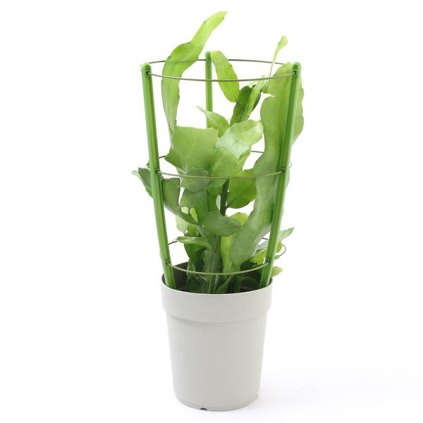 iϗtAjNWNT{e@i킨܂@TiPj