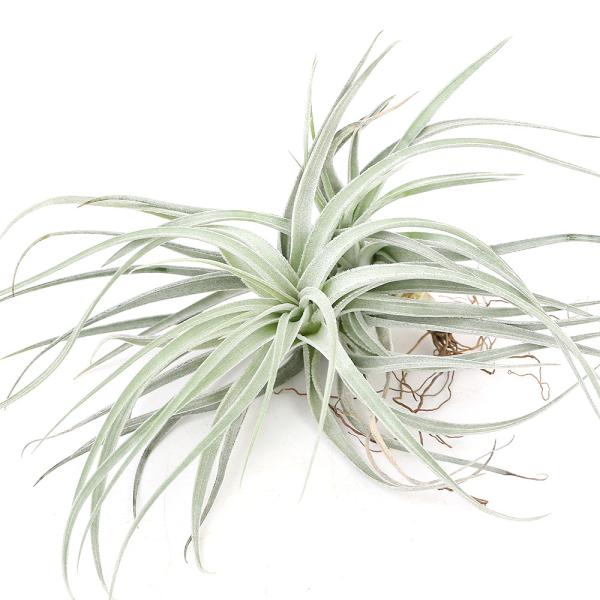 チャーム（charm） （観葉植物）エアープランツ チランジア