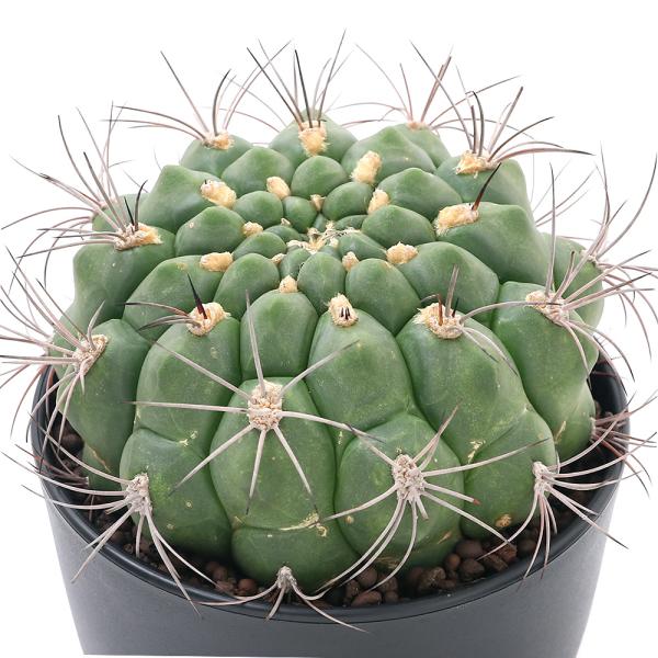 iAjT{e@MmJLE@VVn@TiPj