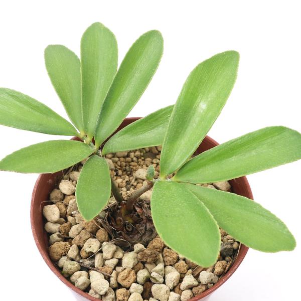 観葉植物 ザミアの人気商品 通販 価格比較 価格 Com