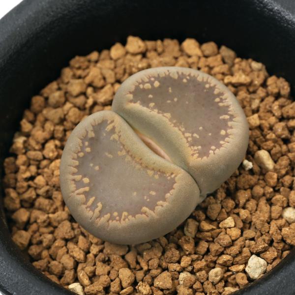 iAjing[vX@֋ʁ@ԁ@PA@QDTiPj