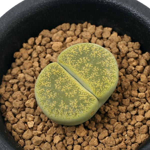 iAjing[vX@ArjJ@PA@QDTiPj