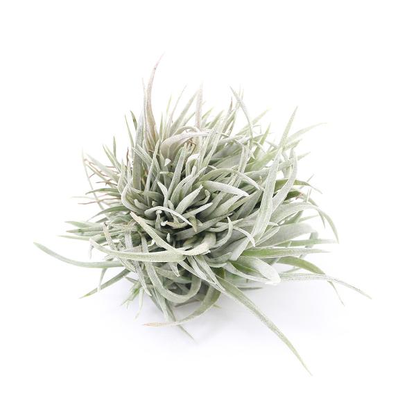 【現品・即購入OK】チランジア・カピタータ　クランプ　群生　特大　全幅約45cm 現品・即購入OK】チランジア・カピタータ クランプ 群生 特大