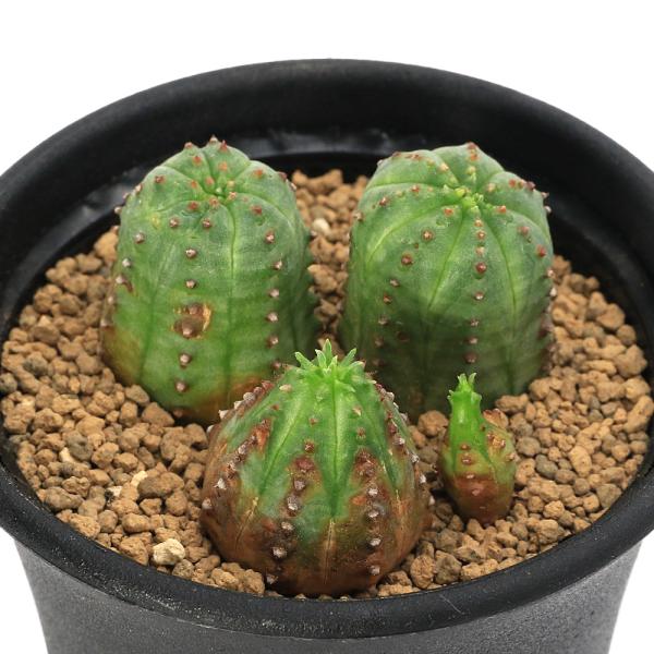 観葉植物　bizarre_series　_gardening　opa2_delete　rarecactus_plants　sfset　tanikuplapot_series　ガーデニング　サボテン・多肉植物植物　インテリア　植物　植物生体　...