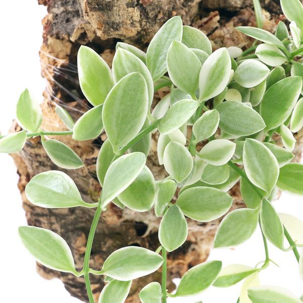 iϗtAjo[WRNvc@fBXLfBA@GhiPj