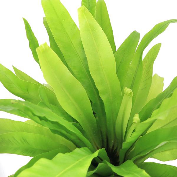 観葉植物 アスプレニウムの人気商品 通販 価格比較 価格 Com