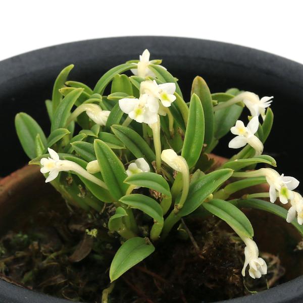 （観葉植物）　観葉植物　_gardening　園芸　ガーデニング　ビバリウム　アクアテラリウム　パルダリウム　花　苗　洋ランシリーズ　洋蘭　着生ラン　植物　植物生体　ガーデニング生体　育て方　育成方法　栽培方法　Cadetia　ｓｐ.　カデ...