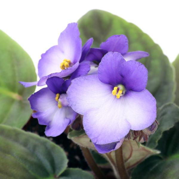 iϗtAjZg|[A@{j[^u[@Iv`}@RDTiPj