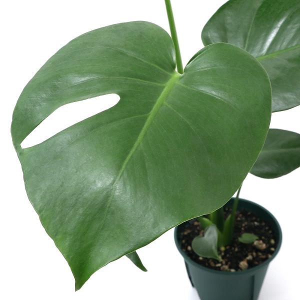 観葉植物　園芸　ガーデニング　ビバリウム　アクアテラリウム　パルダリウム　サトイモ　姫モンステラ　ヒメモンステラ　Monstera　adansonii　Windowleef　サトイモ科　モンステラ属　ホウライチョウ　東南アジア　テトラスペル...