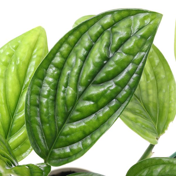 _gardening　_hachu　_kame　観葉植物　園芸　ガーデニング　ビバリウム　アクアテラリウム　パルダリウム　サトイモ　Monstera　karsteniana　“Jade　Shuttlecock”　育て方　育成方法　栽培方法　...