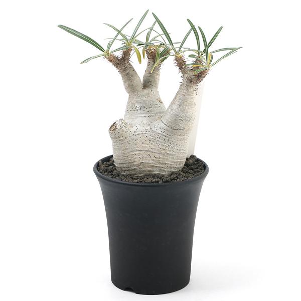 品質満点 観葉植物 ヒメモンステラ 吊り鉢タイプ ７号 １鉢 北海道冬季発送不可 ペット 花 ガーデニング Diy Oceanrepublicbrewing Com