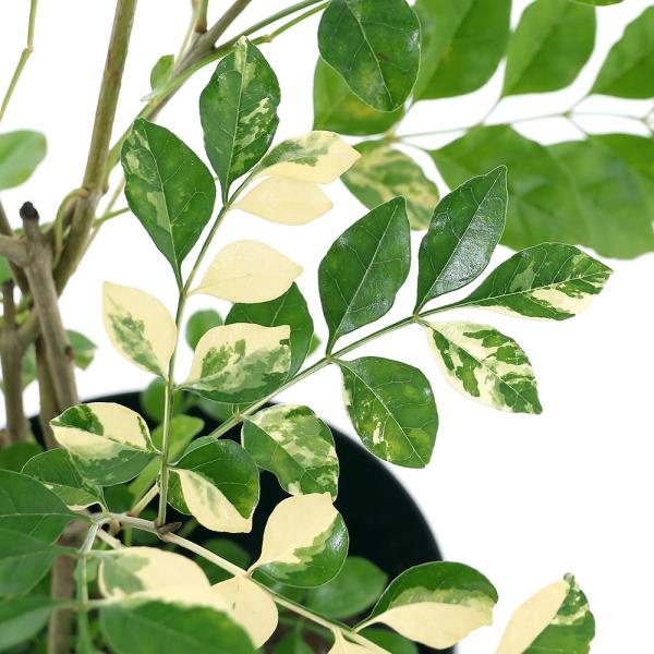 シマトネリコ 斑入り Diy 工具の人気商品 通販 価格比較 価格 Com