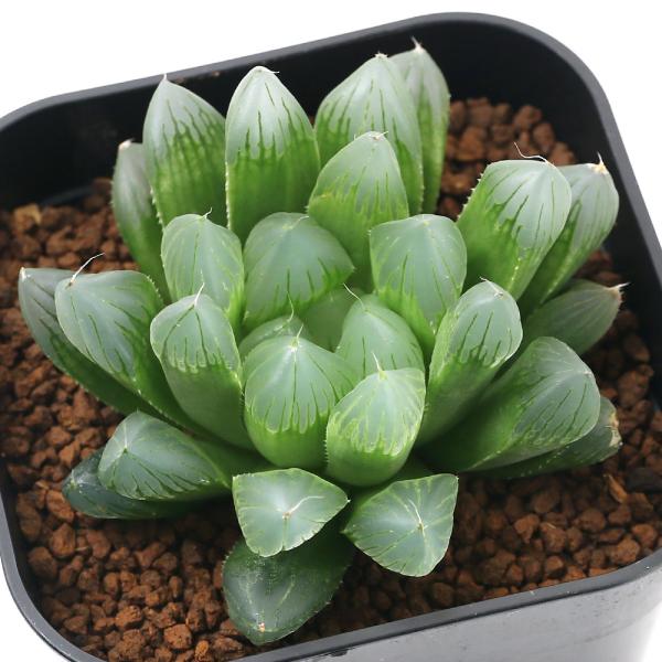 紫 苗 観葉植物の人気商品 通販 価格比較 価格 Com