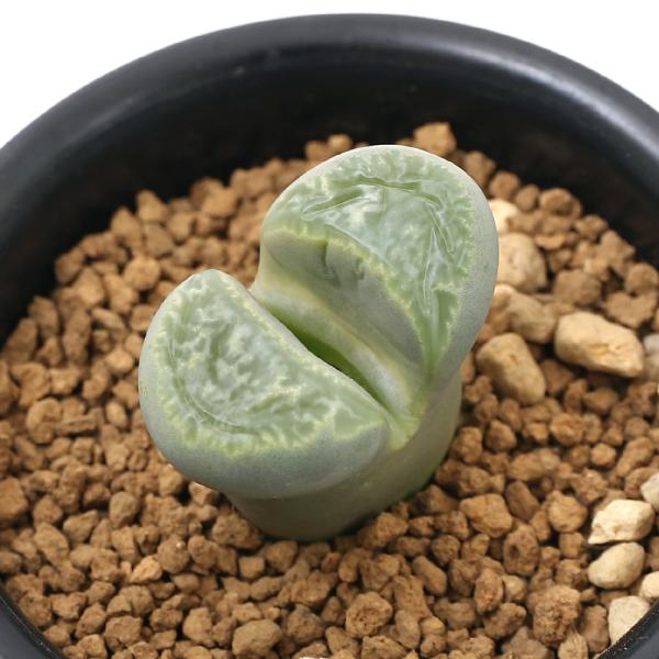 iAjing[vX@ʁ@PA@QDTiPj