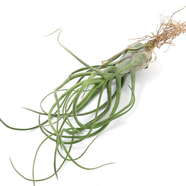 iϗtAjGA[vc@`WA@V[^CiPj