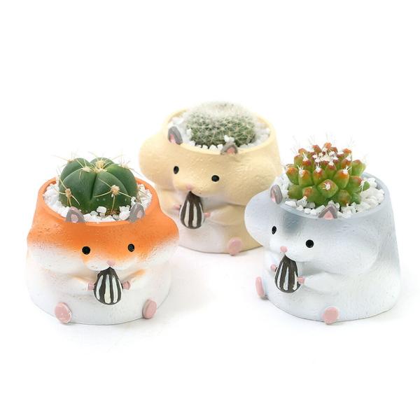 観葉植物　_gardening　_hachu　_kame　ガーデニング　サボテン植物　ミニサボテン　プチサボテン　puchisabo_series　puchisabo_taniku_series　育て方　育成方法　栽培方法　opa2_del...