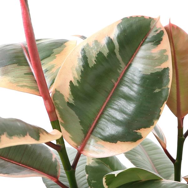 iϗtAjtBJX@GXeBJ@r[@UiPj