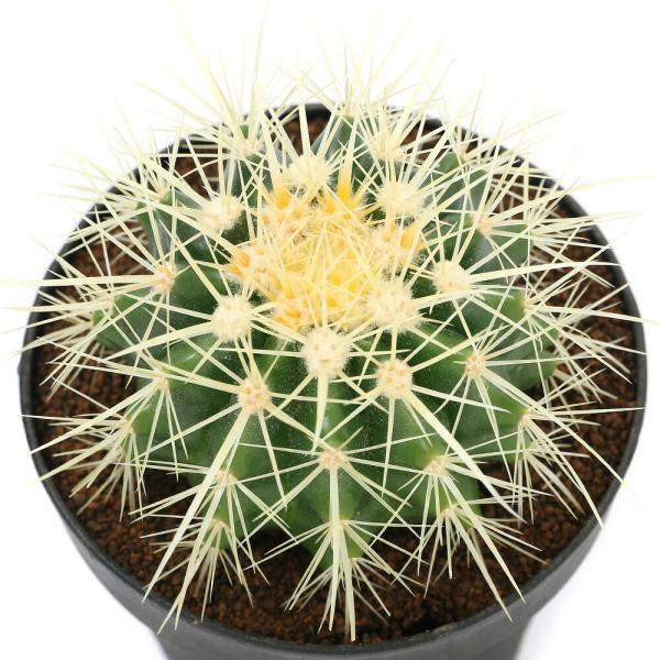 _gardening　_hachu　sfset　ガーデニング　サボテン　キンシャチ　金鯱　サボテンの王様　爛漫シリーズ　HT寄せ植え　cactus_series　植物　植物生体　ガーデニング生体　ビバリウム　アクアテラリウム　パルダリウム　...