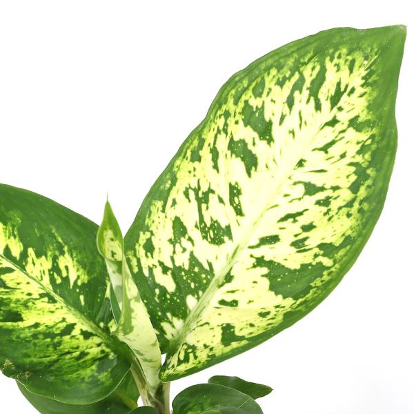 ディフェンバキア 観葉植物 農業資材 ガーデニング用品の人気商品 通販 価格比較 価格 Com