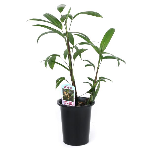 観葉植物　園芸　ガーデニング　ヤシ科ラピス属　カンノンチク属　観音竹　Rhapis　excelsa　リュウキュウシュロチク　古典園芸　常緑小低木　中国南部　東南アジア　陰性　インテリア　育て方　育成方法　栽培方法　opa2_delete　g...