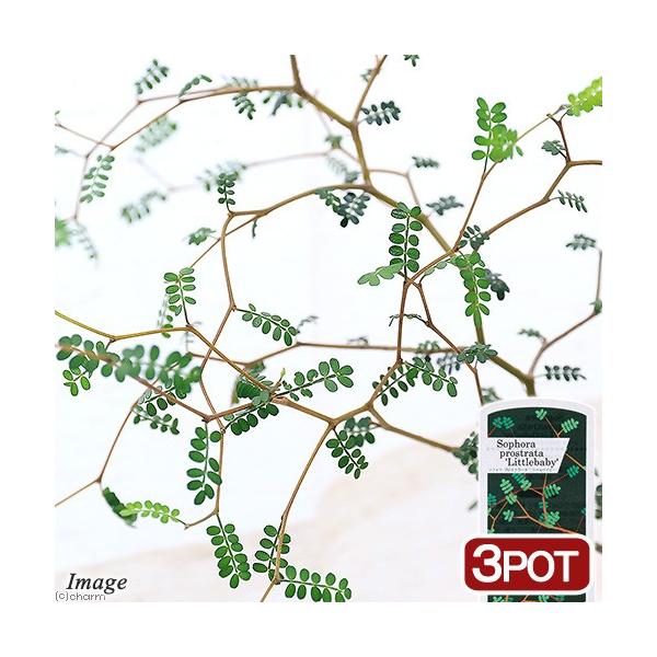 iϗtAjw̖؁@\tH@gxCr[@RiR|bgj@I[W[vc