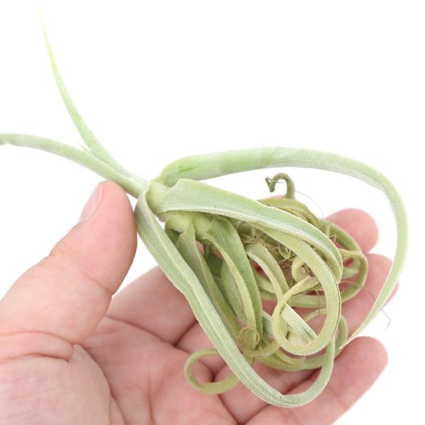 観葉植物　_kame　_hachu　_gardening　インテリア　インテリア・雑貨　ガーデニング　園芸　ビバリウム　アクアテラリウム　パルダリウム　両爬向き植物　パイナップル科　ハナアナナス属　着生植物　エアブロメリア　エアプランツ　テ...