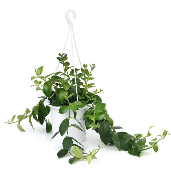 iϗtAjGXLiTX@i킨܂@݂蔫^Cv@TiPj