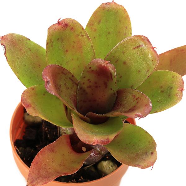 _gardening　_hachu　観葉植物　園芸　ガーデニング　ビバリウム　アクアテラリウム　パルダリウム　両爬向き植物　アナナス　パイナップル科　ブロメリア　タンクブロメリア　着生植物　ネオレゲリアシリーズ　Neoregelia　'Ne...