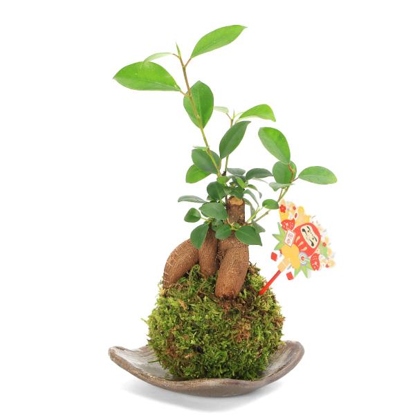 _gardening　こけだま　苔玉　ガーデニング　コケ　苔　観葉植物　こけ玉　和　和風　侘び寂び　わびさび　Ｃbanner_kokedama　植物　植物生体　ガーデニング生体　育て方　育成方法　栽培方法　creategardening　敬...