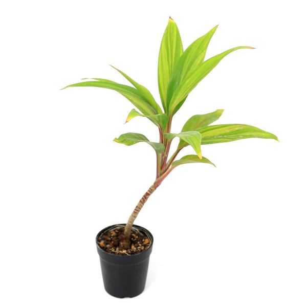 観葉植物　観葉　邑楽店　_gardening　_hachu　_kame　園芸　ガーデニング　ビバリウム　アクアテラリウム　パルダリウム　両爬向き植物水草　植物　植物生体　ガーデニング生体　育て方　育成方法　栽培方法　コルジリネ　ブランデーラ...