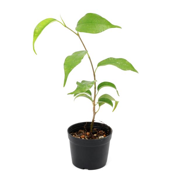 観葉植物　観葉　邑楽店　_gardening　_hachu　_kame　園芸　ガーデニング　ビバリウム　アクアテラリウム　パルダリウム　両爬向き植物水草　植物　植物生体　ガーデニング生体　育て方　育成方法　栽培方法　Ficus　benjam...